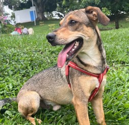 Refugio animal en Armenia: Luchamos por los que no tienen voz